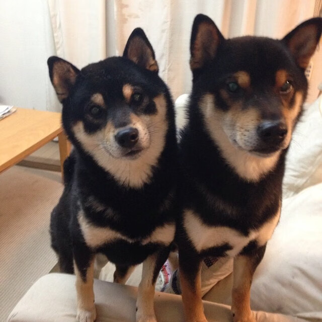 “伦敦德比,香港赛场!阿仙奴与热刺谁能笑到最后?”