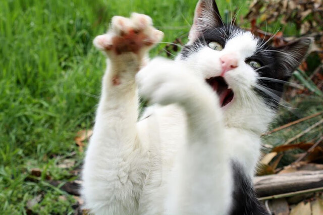 “新加坡赛场，游泳与水上芭蕾大放异彩”